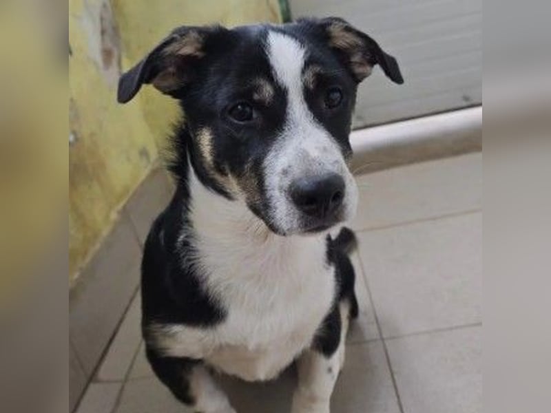 Elliot – lebensfroher Hundejunge mit großem Herz