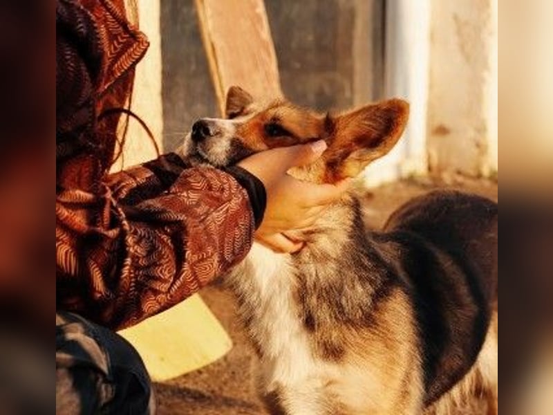 liebe, sanfte und kleine Cuva