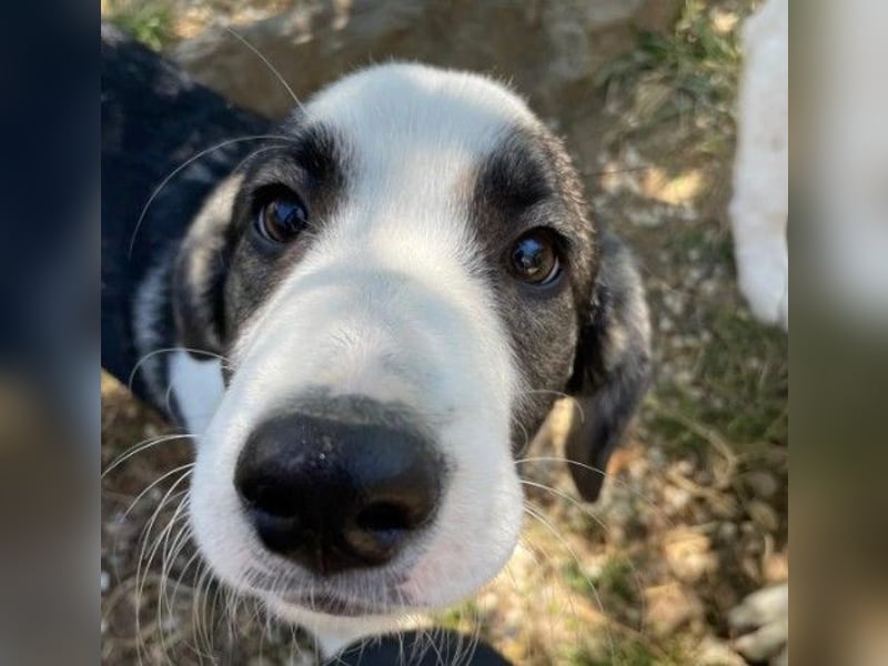 liebenswerter, kleiner Biscuit