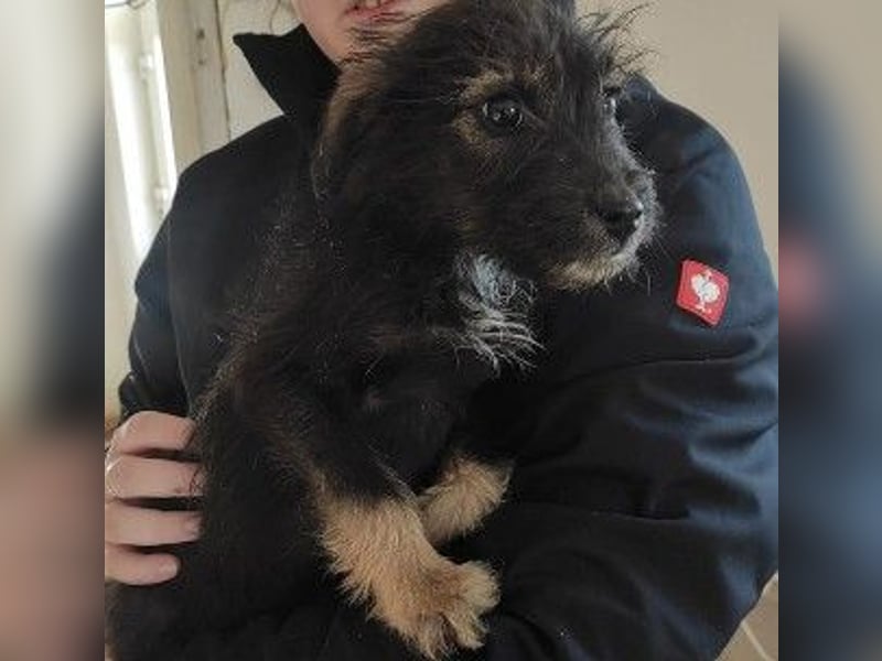 NED - süßer, bezaubernder Welpenjunge sucht seine Familie