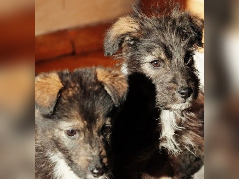 NED - süßer, bezaubernder Welpenjunge sucht seine Familie