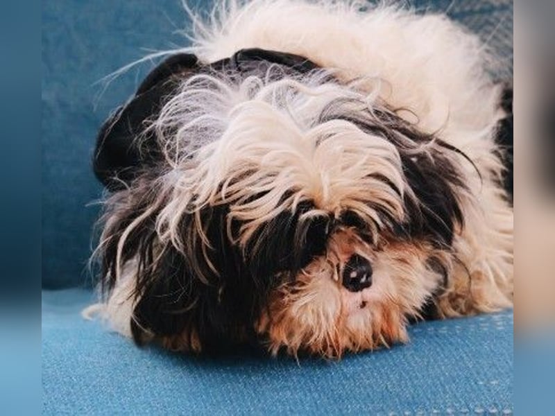 süßer, kleiner Alvin