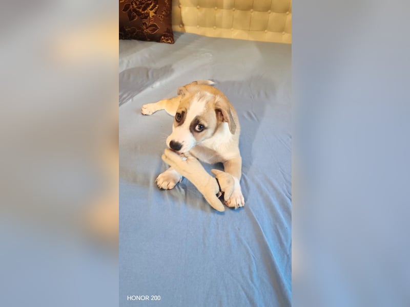 Emoji kleiner Rüde mit großem Herz