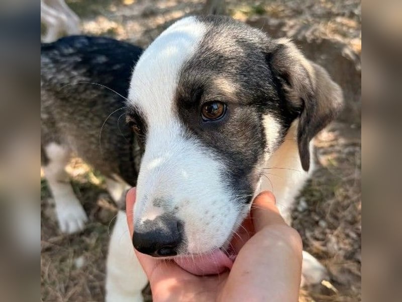 liebenswerter, kleiner Biscuit