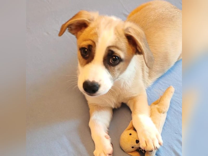 Emoji kleiner Rüde mit großem Herz