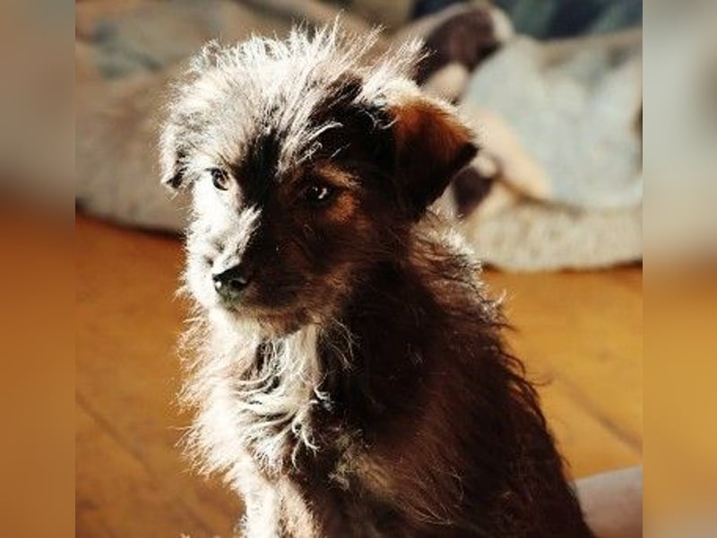 NED - süßer, bezaubernder Welpenjunge sucht seine Familie