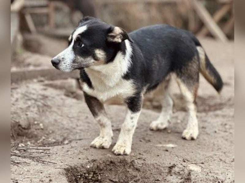 Elliot – lebensfroher Hundejunge mit großem Herz