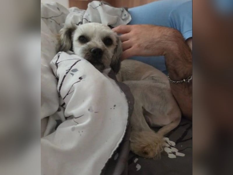LUCKY - Kuschelkönig sucht sein Für-immer-Zuhause