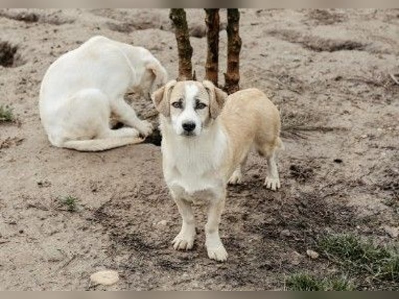 zauberhafter Emoji sucht seine Menschen