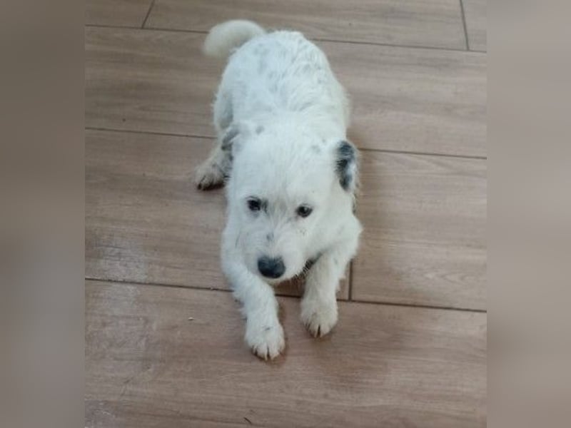 Lieber, kleiner Struppi sucht Familienanschluss