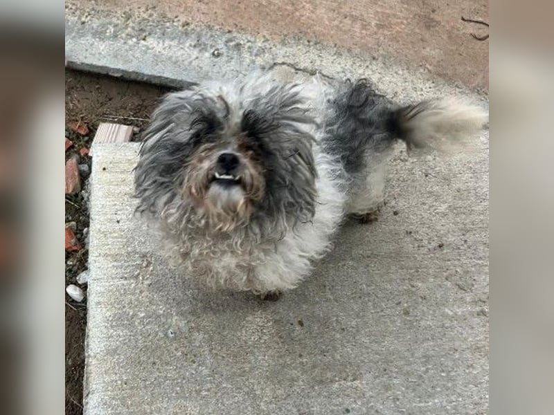 liebe, kleine Lotta sucht ihre Menschen