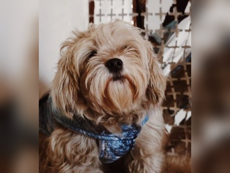 süßer, kleiner Berti sucht seine Menschen