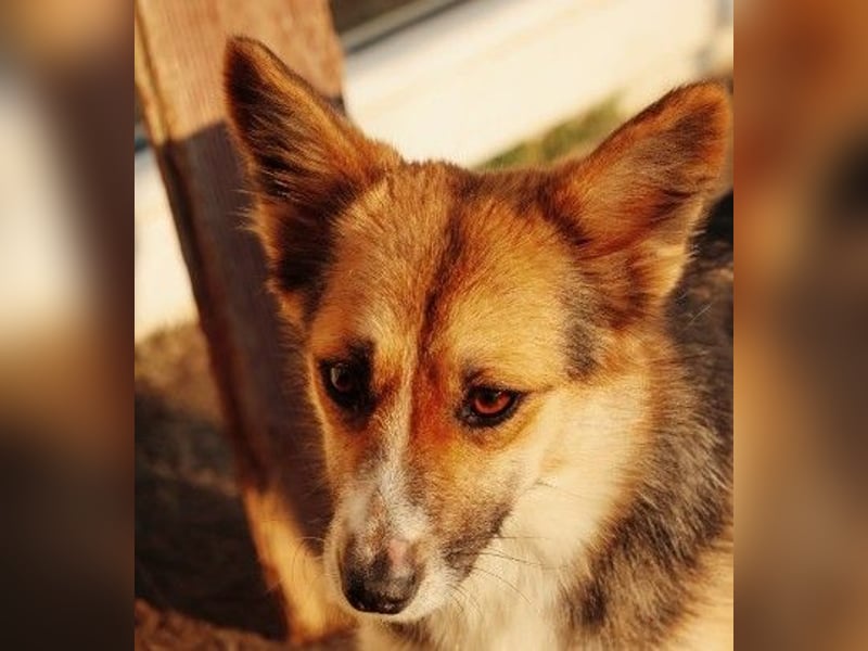 liebe, sanfte und kleine Cuva