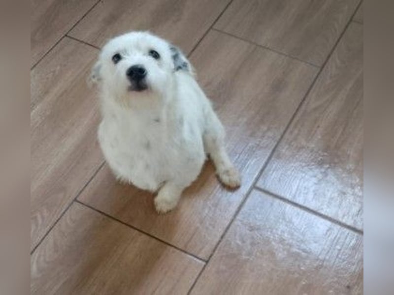 Lieber, kleiner Struppi sucht Familienanschluss