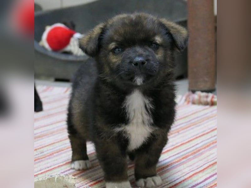 zauberhaftes Welpenmädchen 2 G