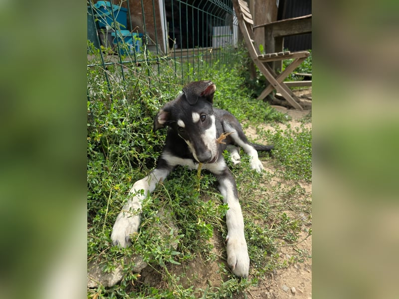 CASPAR - lieber, offener Junghund sucht seine Familie