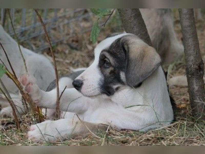 liebenswerter, kleiner Biscuit