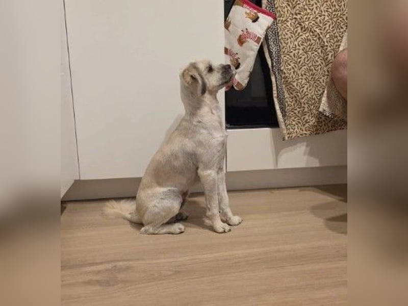 LUCKY - Kuschelkönig sucht sein Für-immer-Zuhause