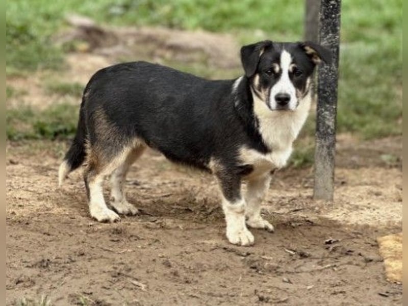 Elliot – lebensfroher Hundejunge mit großem Herz