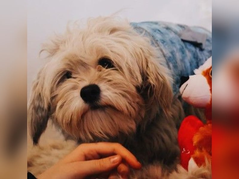 süßer, kleiner Berti sucht seine Menschen