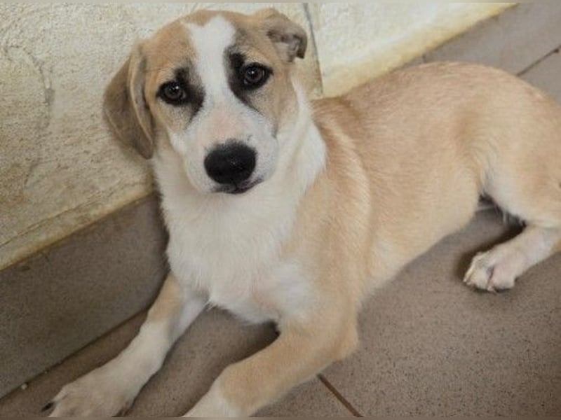 Emoji kleiner Rüde mit großem Herz