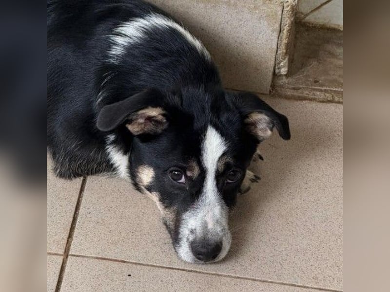 Elliot – lebensfroher Hundejunge mit großem Herz