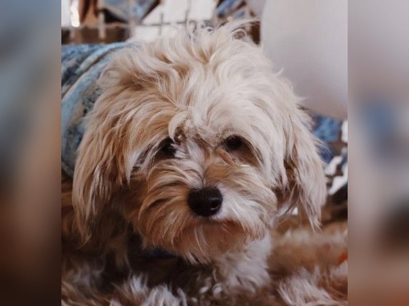 süßer, kleiner Berti sucht seine Menschen