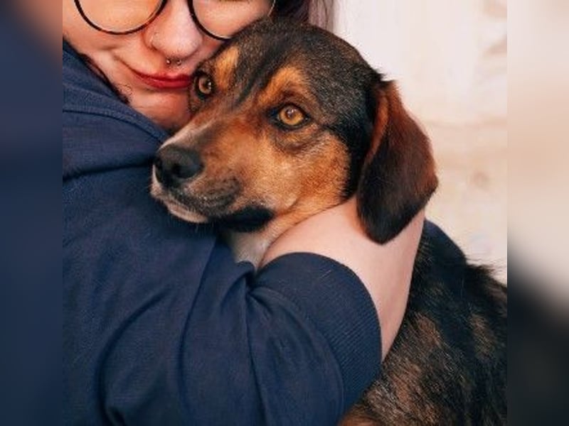 TALISKA - liebenswerte, ruhige Hündin sucht ihre Menschen