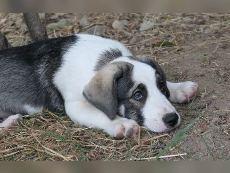 liebenswerter, kleiner Biscuit