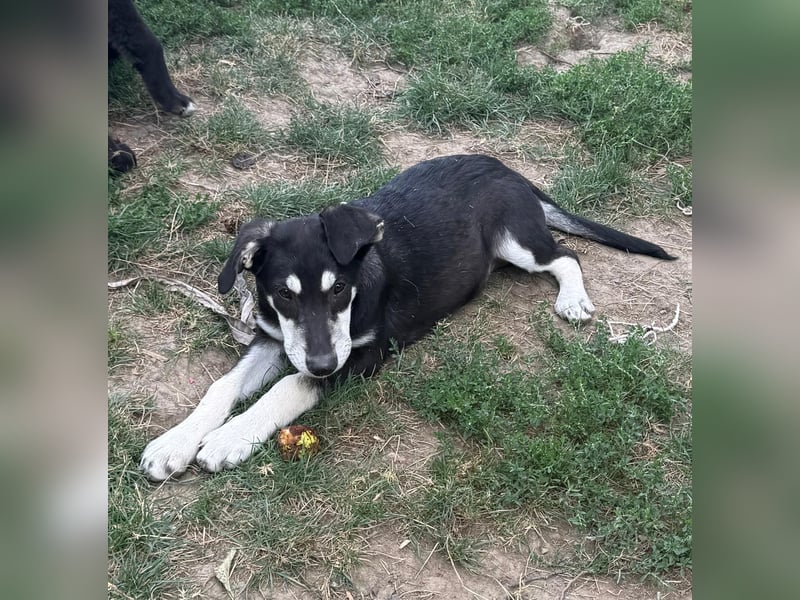 CASPAR - lieber, offener Junghund sucht seine Familie