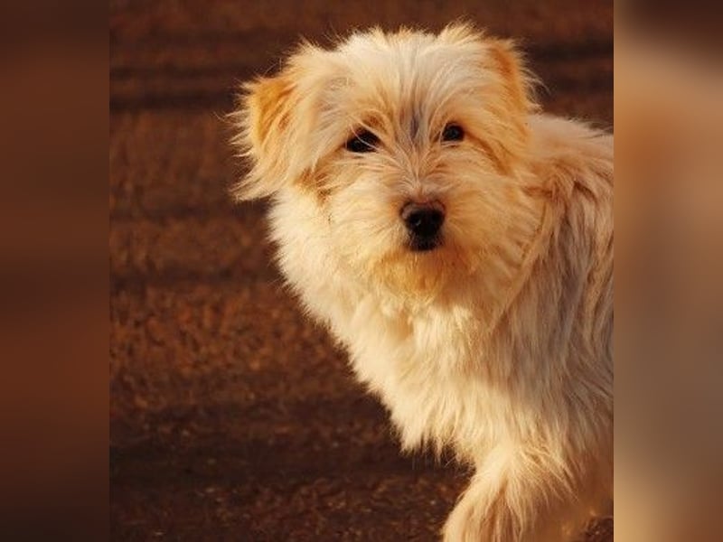 zauberhafte Junghündin Edith