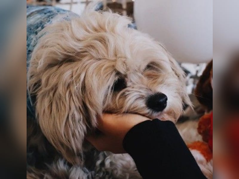 süßer, kleiner Berti sucht seine Menschen