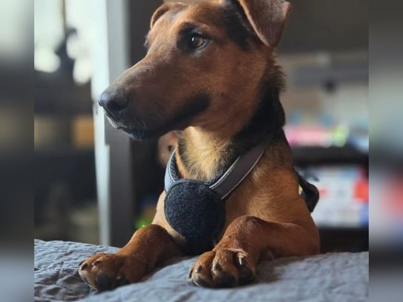 menschenbezogener, lieber und kleiner Rico