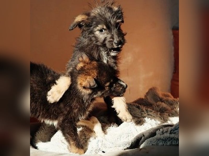 NED - süßer, bezaubernder Welpenjunge sucht seine Familie