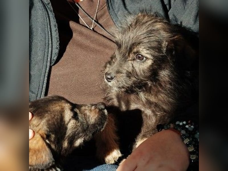 NED - süßer, bezaubernder Welpenjunge sucht seine Familie