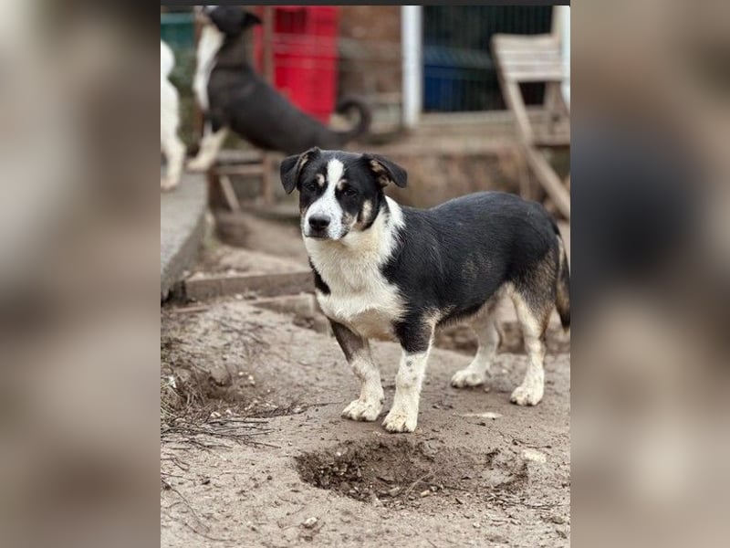 Elliot – lebensfroher Hundejunge mit großem Herz