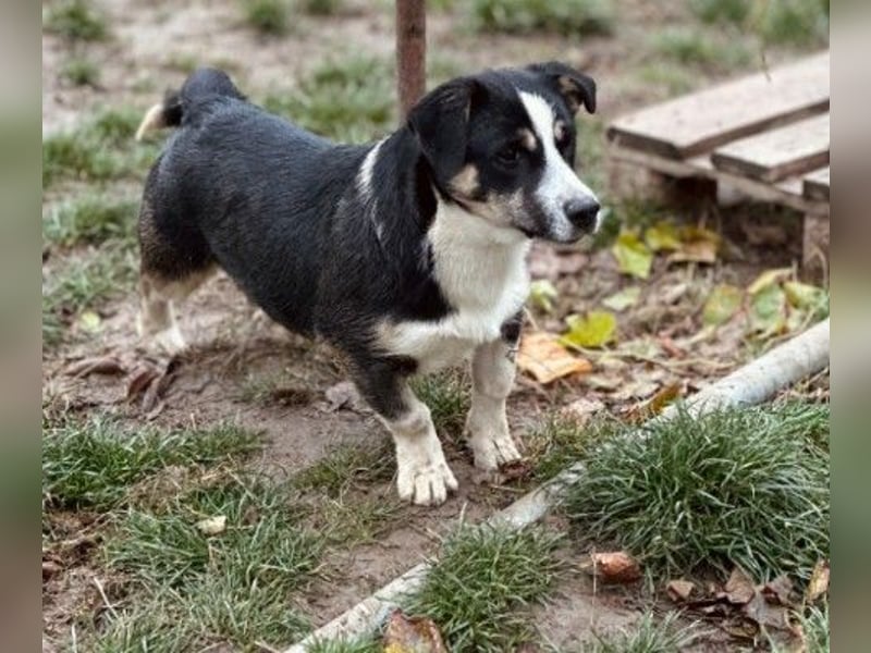 Elliot – lebensfroher Hundejunge mit großem Herz