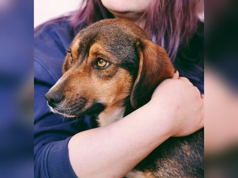 TALISKA - liebenswerte, ruhige Hündin sucht ihre Menschen