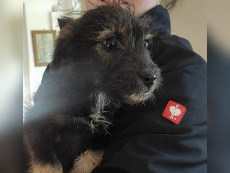 NED - süßer, bezaubernder Welpenjunge sucht seine Familie