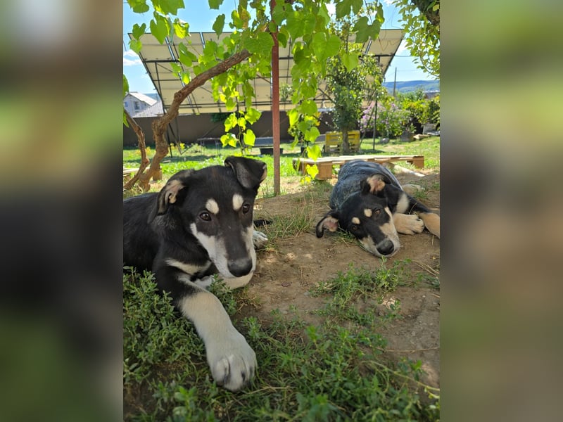 CASPAR - lieber, offener Junghund sucht seine Familie