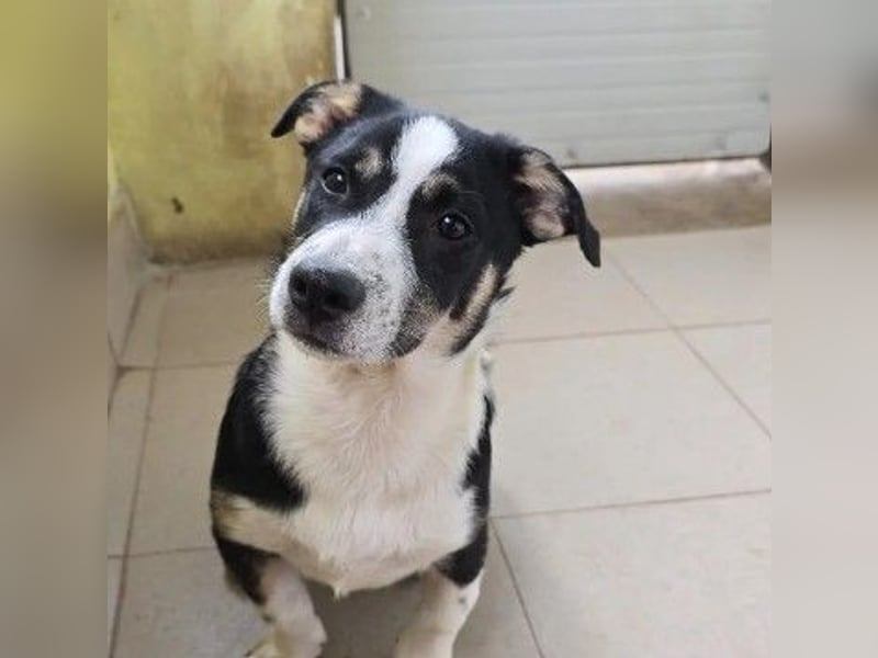 Elliot – lebensfroher Hundejunge mit großem Herz