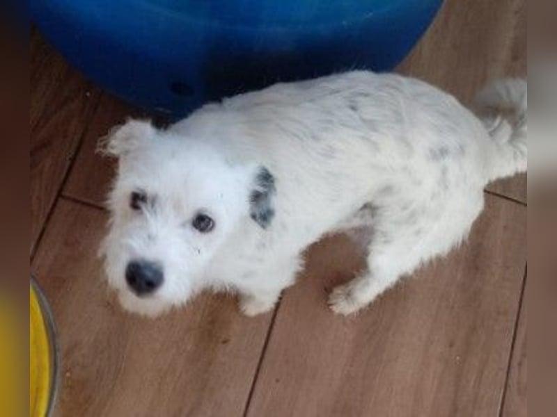 Lieber, kleiner Struppi sucht Familienanschluss