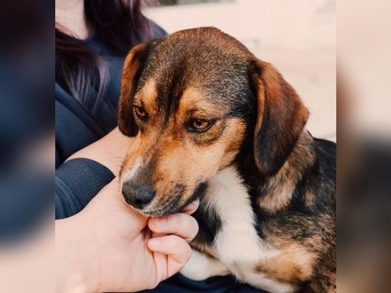 TALISKA - liebenswerte, ruhige Hündin sucht ihre Menschen