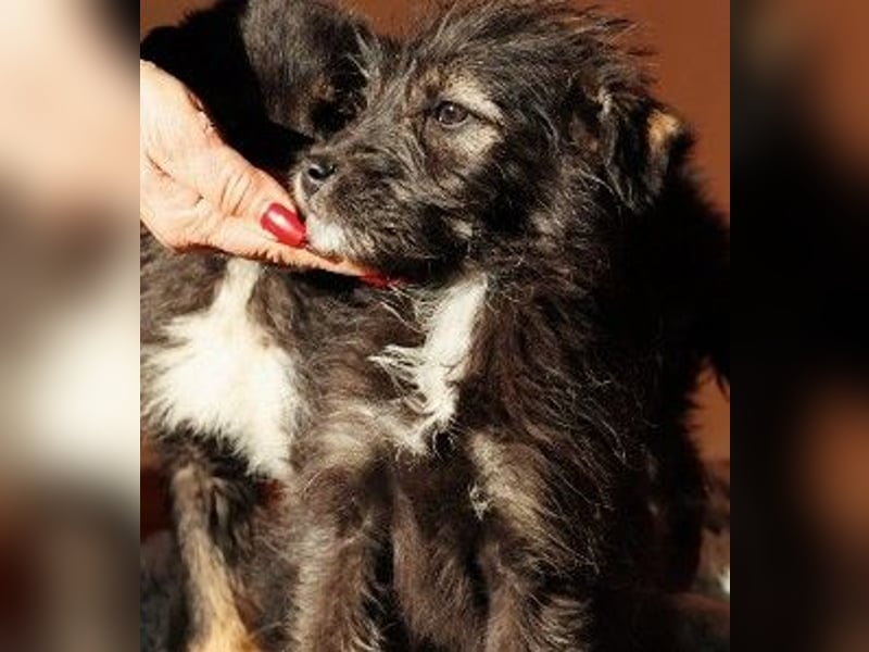 NED - süßer, bezaubernder Welpenjunge sucht seine Familie