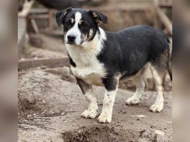 Elliot – lebensfroher Hundejunge mit großem Herz