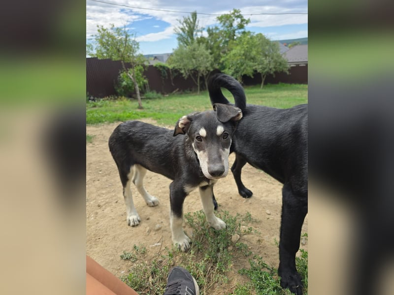 CASPAR - lieber, offener Junghund sucht seine Familie