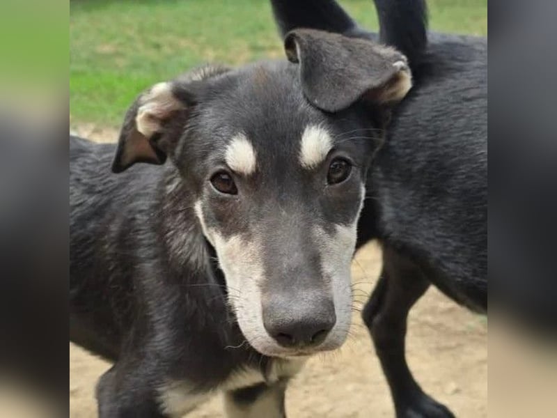 CASPAR - lieber, offener Junghund sucht seine Familie