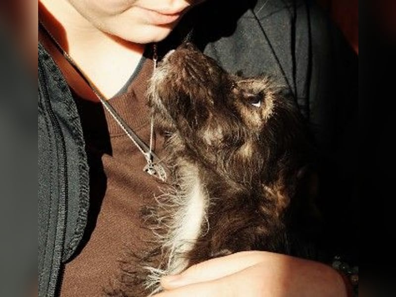 NED - süßer, bezaubernder Welpenjunge sucht seine Familie