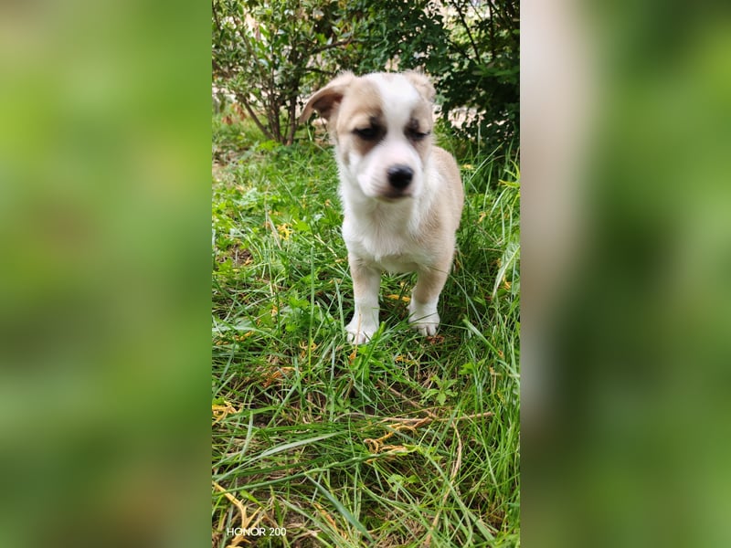 Emoji kleiner Rüde mit großem Herz