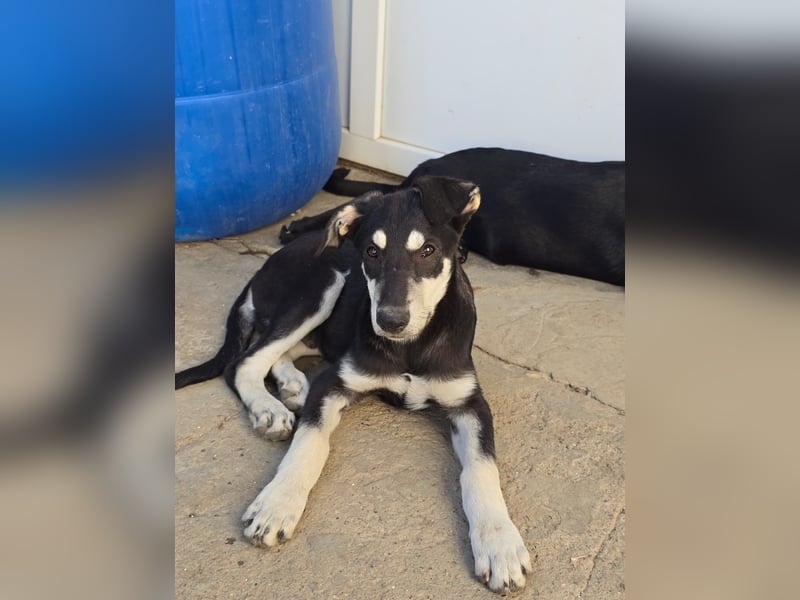 CASPAR - lieber, offener Junghund sucht seine Familie